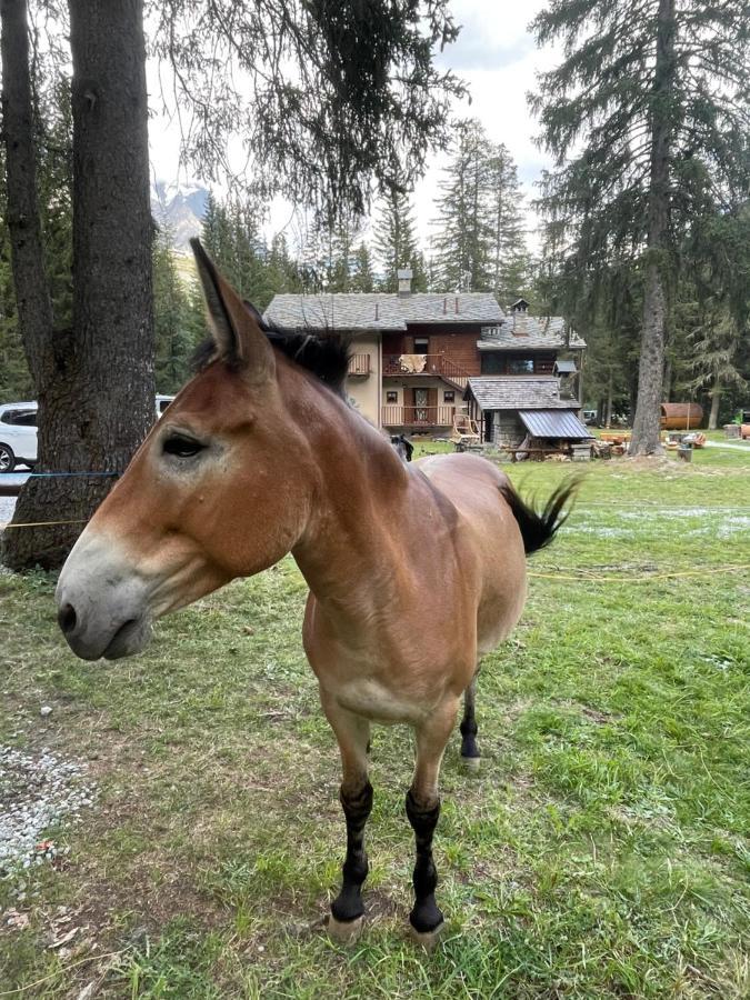 Wildhomes Wild Wolf Lodge Courmayeur Eksteriør billede