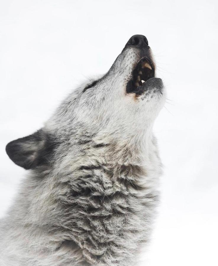 Wildhomes Wild Wolf Lodge Courmayeur Eksteriør billede